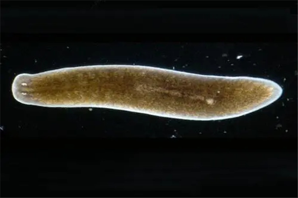 ������ǿ�Ķ�������Щ ������������ǿ�Ķ�������