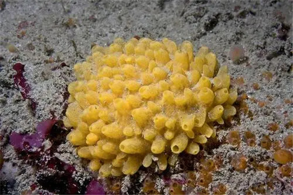 ������ǿ�Ķ�������Щ ������������ǿ�Ķ�������