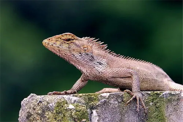 ������ǿ�Ķ�������Щ ������������ǿ�Ķ�������