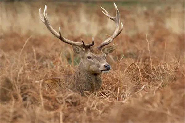 ������ǿ�Ķ�������Щ ������������ǿ�Ķ�������