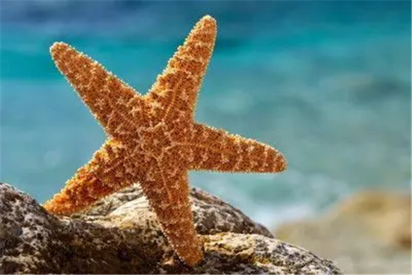 ������ǿ�Ķ�������Щ ������������ǿ�Ķ�������