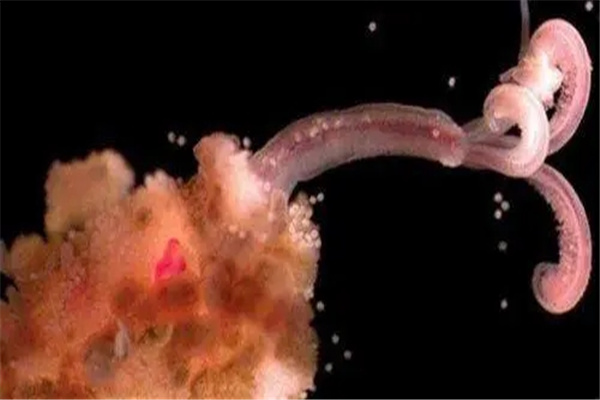 ������ǿ�Ķ�������Щ ������������ǿ�Ķ�������