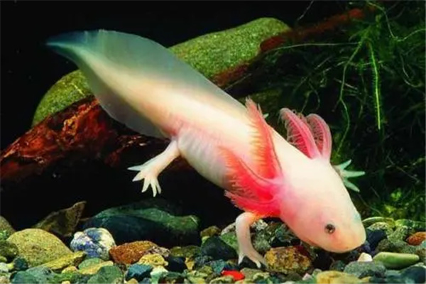 ������ǿ�Ķ�������Щ ������������ǿ�Ķ�������