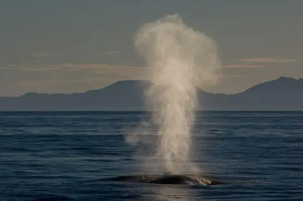 鲸鱼搁浅为什么会死亡原因 搁浅的鲸鱼被救的可能性大吗
