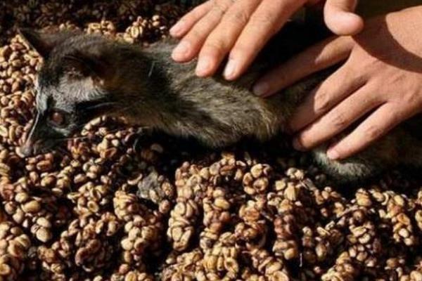 ���èʺ���ȵļ۸��Ƕ��� ���ڵ�èʺ���ȶ���Ǯһ��