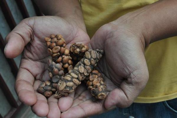 最贵猫屎咖啡的价格是多少 正宗的猫屎咖啡多少钱一斤