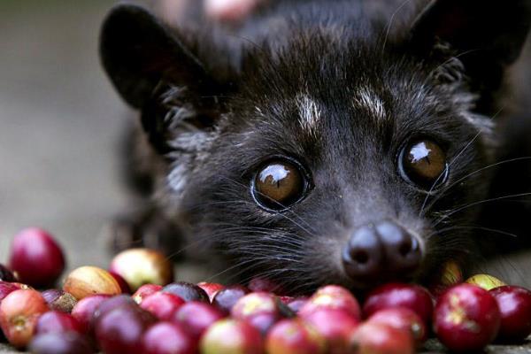 最贵猫屎咖啡的价格是多少 正宗的猫屎咖啡多少钱一斤
