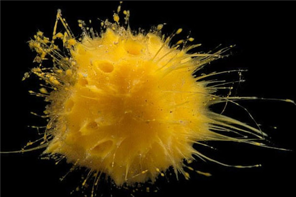 ����Ƭ��ĺ��౦����һ��ԭʼ��ʲô���� ��ϸ�����Ƕ�ϸ��