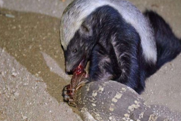 �����ʲô���� ��Ϊʲô����ʨ�������˭