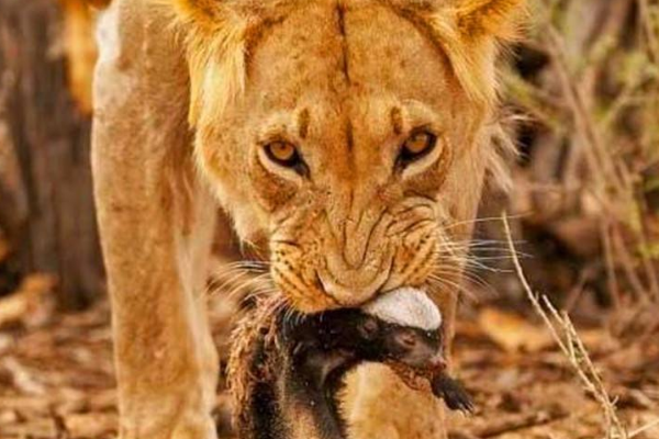 �����ʲô���� ��Ϊʲô����ʨ�������˭