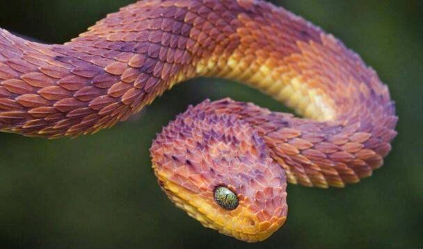 ������ʲô����ʵͼƬ ���Ե����������