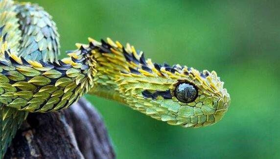 ������ʲô����ʵͼƬ ���Ե����������