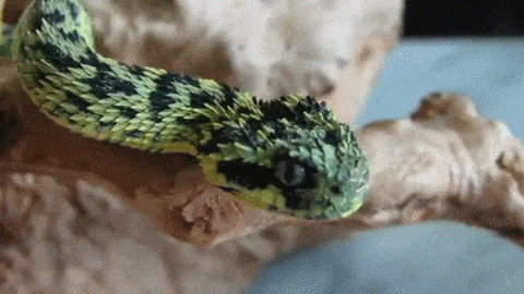 ������ʲô����ʵͼƬ ���Ե����������