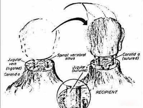 �����Ŀֲ�ʵ������Щ ǰ����ʮ��ֲ�ʵ��