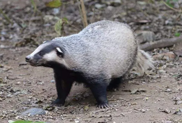 ���ʲô����,��ʲô�� ��ʵ���ͼƬ