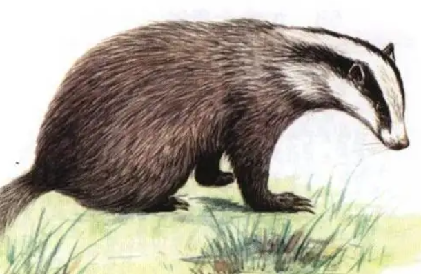 ���ʲô����,��ʲô�� ��ʵ���ͼƬ