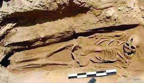 �ܲ�Ĺ��α������ �������·��ֵĲܲ�Ĺ������α