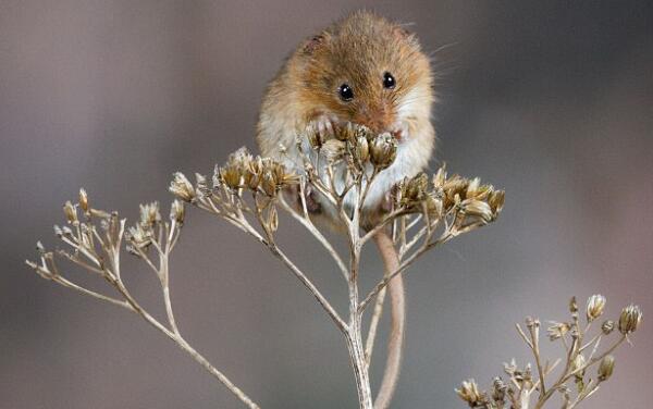 ʳ����ͼƬ��ʲô���� ʳ������ߵ���Ƶ��ô����