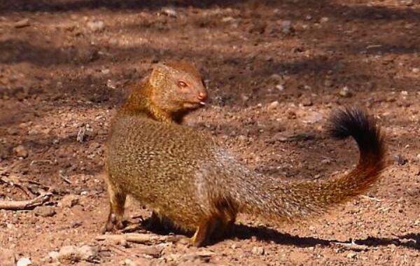 ʳ����ͼƬ��ʲô���� ʳ������ߵ���Ƶ��ô����