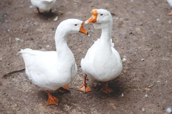 ���������ɶ ����������ʲô����