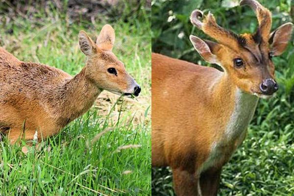 ��Ӻ�������ʲô���� ��¹����ӵ�������ʲô