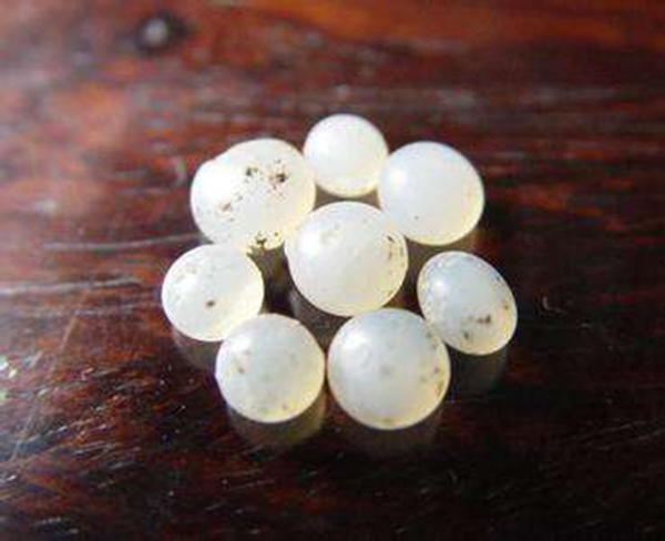 ��������ʲô������ѧ���� �����������ǽ�ʯ��