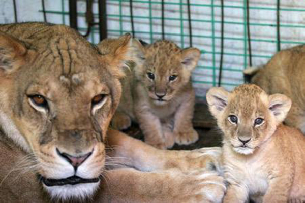 ʨ����vs��ʨ��˭ǿ ��ʲô����������