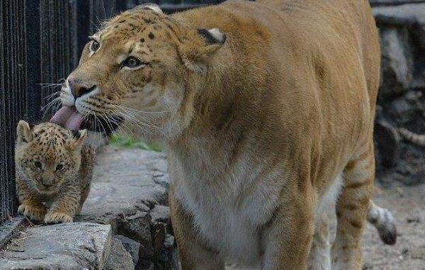 ʨ����vs��ʨ��˭ǿ ��ʲô����������