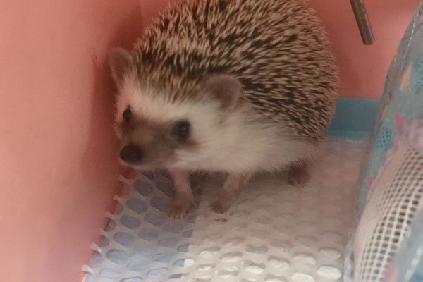 �񵽴���Ǻ��»��ǻ��� ��ʲôԤ����ζ��ʲô