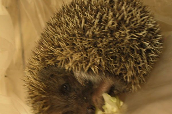 �񵽴���Ǻ��»��ǻ��� ��ʲôԤ����ζ��ʲô