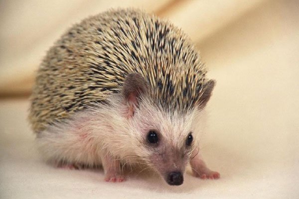 �񵽴���Ǻ��»��ǻ��� ��ʲôԤ����ζ��ʲô