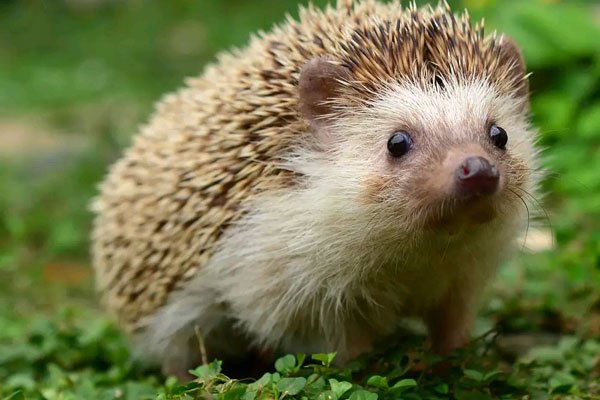 �񵽴���Ǻ��»��ǻ��� ��ʲôԤ����ζ��ʲô