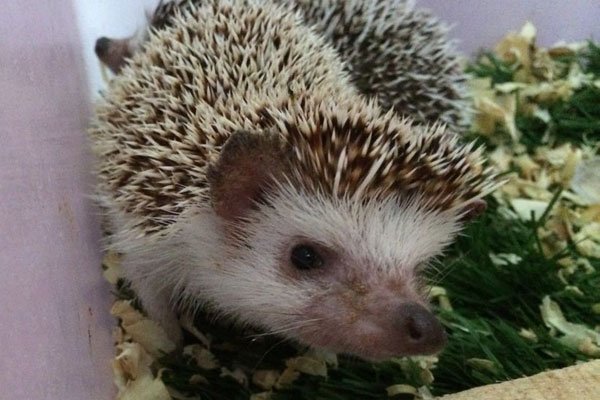 �񵽴���Ǻ��»��ǻ��� ��ʲôԤ����ζ��ʲô