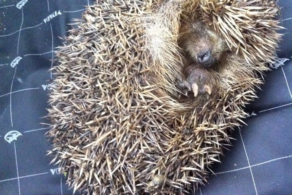 �񵽴���Ǻ��»��ǻ��� ��ʲôԤ����ζ��ʲô