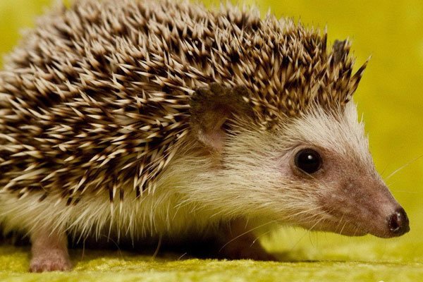 �񵽴���Ǻ��»��ǻ��� ��ʲôԤ����ζ��ʲô