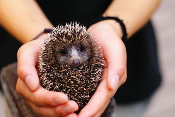 �񵽴���Ǻ��»��ǻ��� ��ʲôԤ����ζ��ʲô