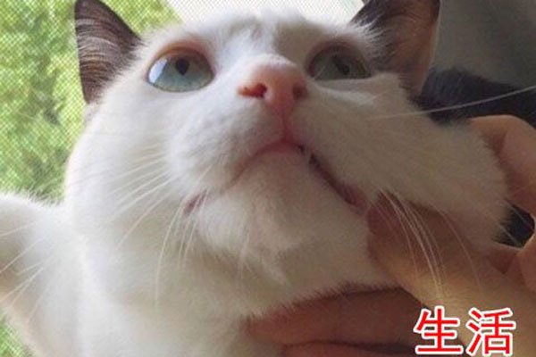 QQ聊天中obj是什么意思 为什么我觉得是一点也不ok的意思