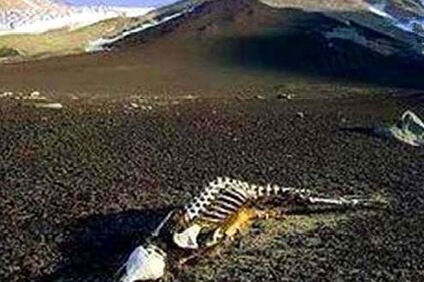 1979������ɽ�¼�������� �����������¼�������δ��֮��