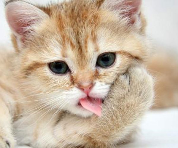 è����Ϊʲô�Բ��� ���⹦������������