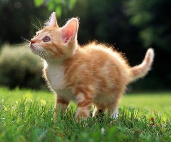 è����Ϊʲô�Բ��� ���⹦������������