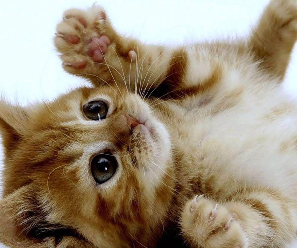 è����Ϊʲô�Բ��� ���⹦������������