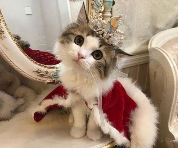 è����Ϊʲô�Բ��� ���⹦������������