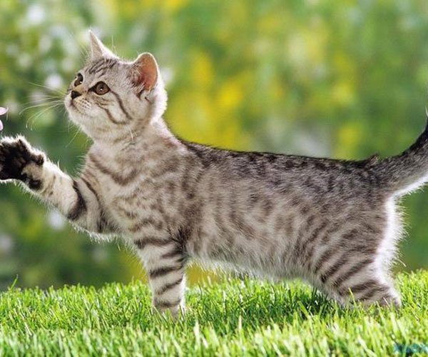 è����Ϊʲô�Բ��� ���⹦������������