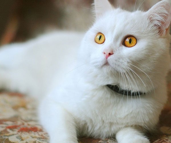 è����Ϊʲô�Բ��� ���⹦������������