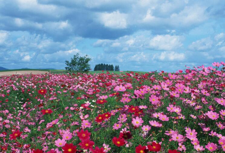 ʮ�����ŷ�Ծ��������ʵȫͼ�ع� ��ĸ�߷�����Ƶ���������Ǽ�