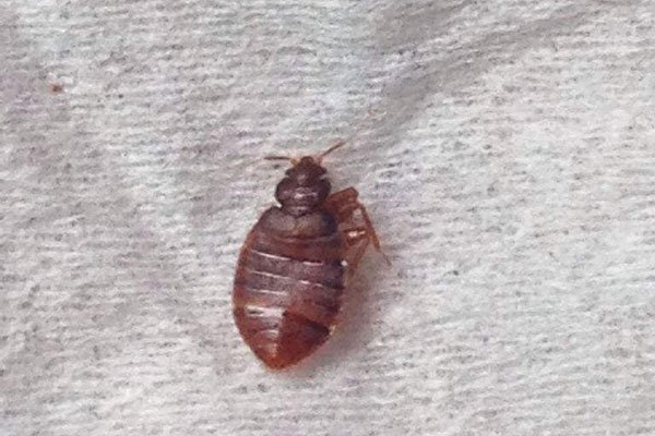 臭虫咬的初期症状图片 卫生瘙痒会感染一大片