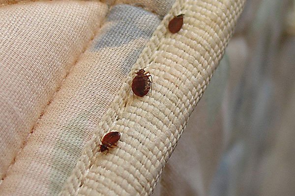 臭虫咬的初期症状图片 卫生瘙痒会感染一大片