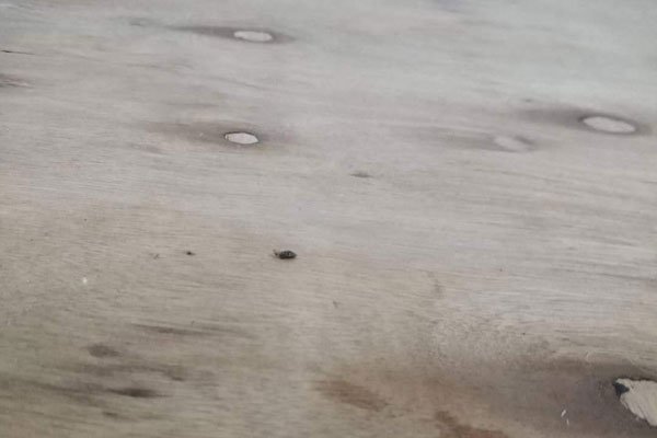 ����ҧ�ĳ���֢״ͼƬ �����������Ⱦһ��Ƭ