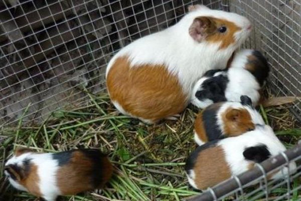 豚鼠实验什么意思 恐怖故事恶心到爆讲的什么