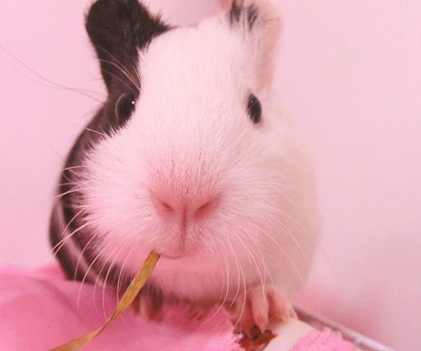 豚鼠实验什么意思 恐怖故事恶心到爆讲的什么